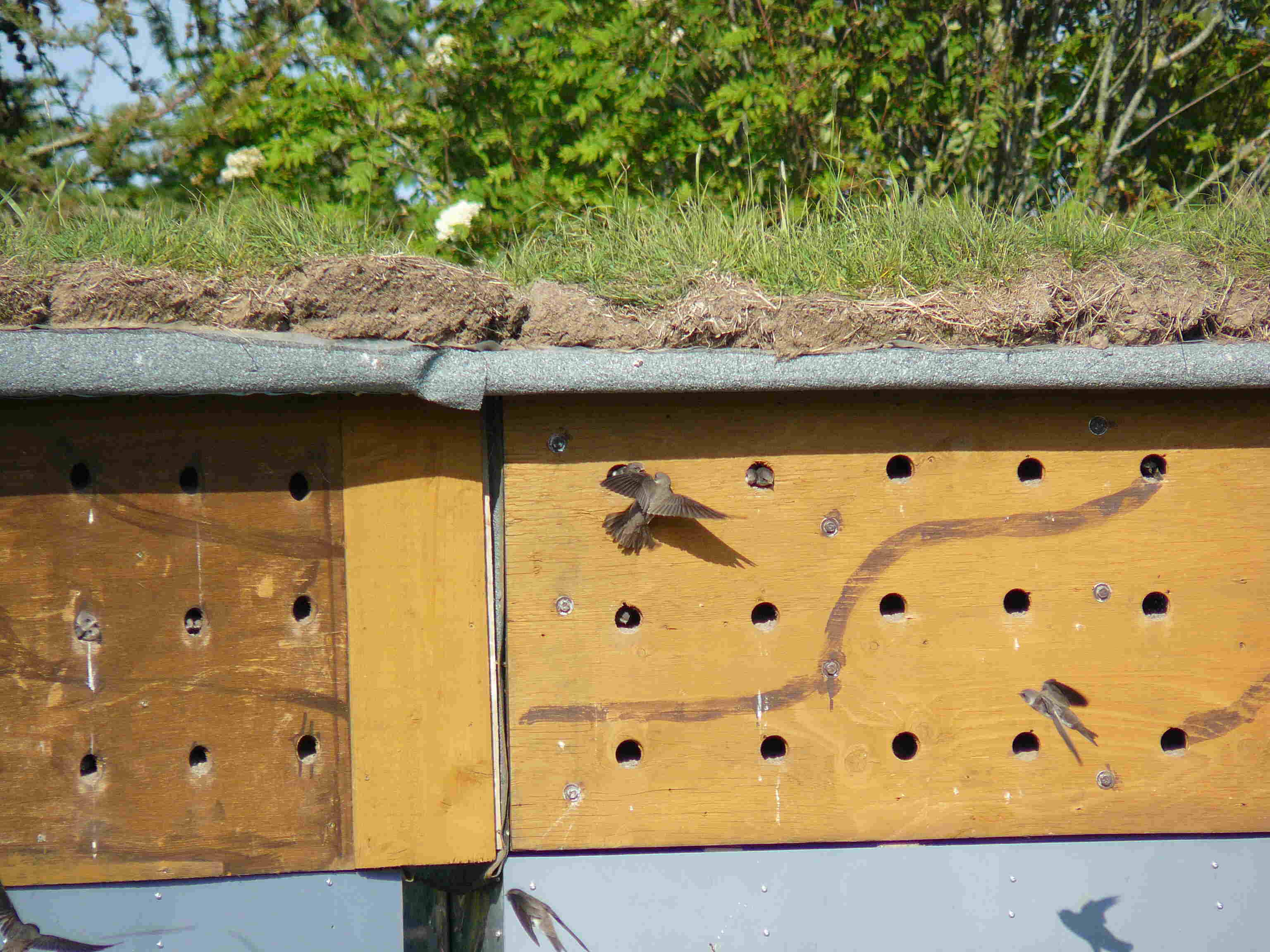 Juvenile being fed at the entrance to the nest camera hole.