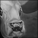The Inquisitive Cow
