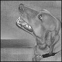 Pasco