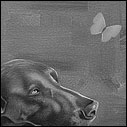 The dog and butterflies