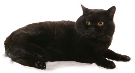 Sheephouse deals british shorthairs