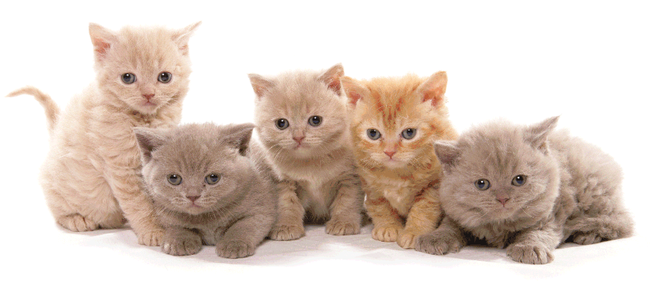 Catbalu Kittens