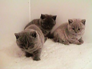 Rosie's kittens