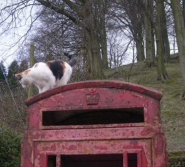 Cat on a soanian dome...