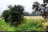 The site for the Liverpool Scottish cairn (to be landscaped) at Bois Grenier to be unveiled on 5th June 2005