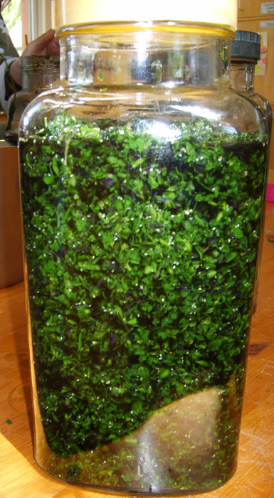 Herb Tincture
