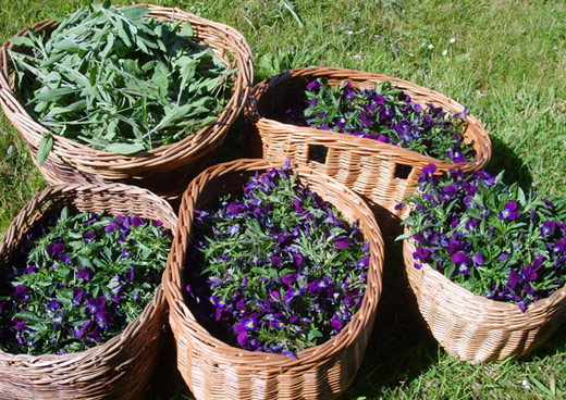 Herbs