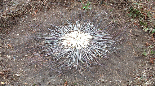 nature group