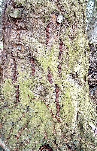 nature group