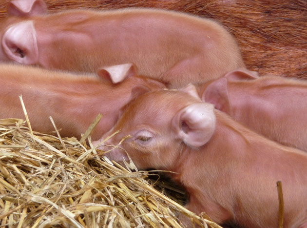 piglets!
