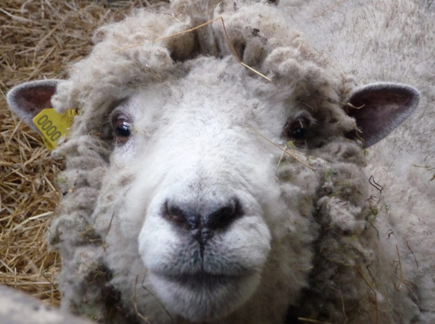 sheep
