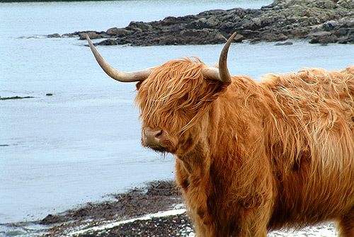 Tiree