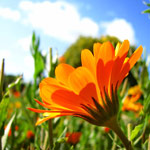 pretty photos