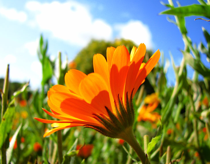 calendular