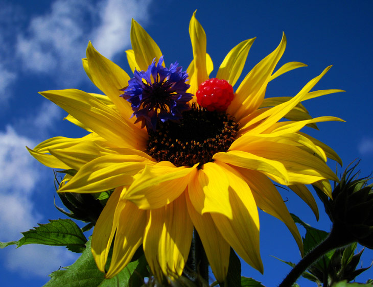 sunflower