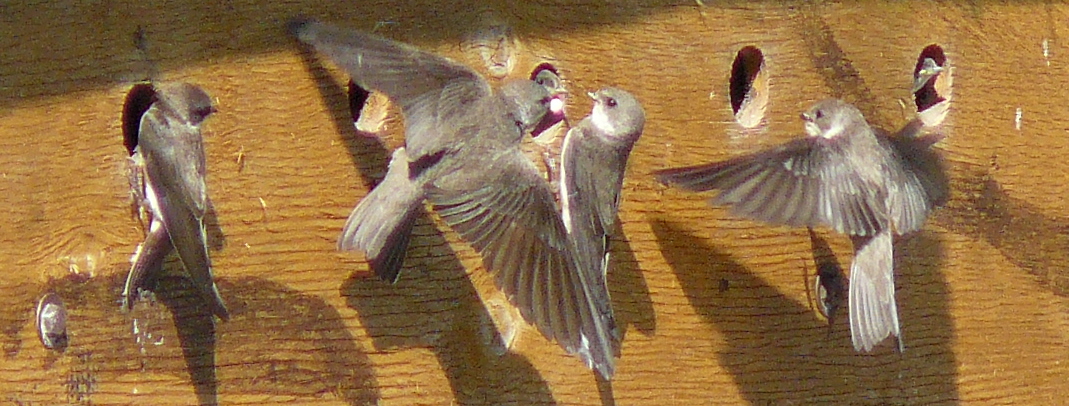 Four Sand Martins at a safe breeding colony with young looking out of two nest holes
