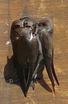 Two adult Sand Martins with two young looking out of nest hole