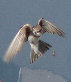 Sand Martin turning in  flight, front (ventral) view