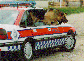 Dog Car Copyright ©